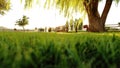 Sunny grassy swinging wooden tree bench fence country