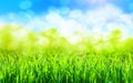 A sunny green grass spring background