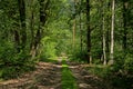 sunny green hiking trail through a summer forest in the flemish countryside