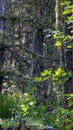 sunny green leaves in clearing of dark rainforest