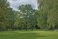Meadow with oak trees in Tiergarten park, Berlin Royalty Free Stock Photo