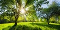 Sunny green rural landscape