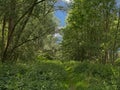 Sunny green summer forest in the flemish countryside Royalty Free Stock Photo