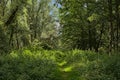Sunny green summer forest in the flemish countryside Royalty Free Stock Photo