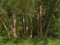 Sunny green summer forest in the flemish countryside Royalty Free Stock Photo