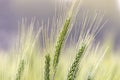 Sunny Green Wheat Field