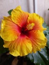 Sunny hibiscus Apollo