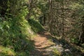 Hiking trail thorugh a pine forest in the French Alps