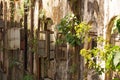 Sunny house facade wall covered with green plants and bushes. Old brown housefront, wooden storm shutter on window Royalty Free Stock Photo