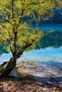 Big willow tree near autumn Alps mountain lake with clear transparent water and reflections. Offensee lake, Salzkammergut, Upper Royalty Free Stock Photo