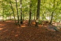 Sunny idyllic colorful forest landscape in autumn time Royalty Free Stock Photo