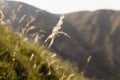 Sunny joyful mountain landscape with lush green alpine meadow with flowers and fluffy spikelets glow golden sunlights on slope. Royalty Free Stock Photo