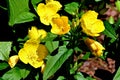 Primrose Primula vulgaris blooming in spring in Micigan Royalty Free Stock Photo