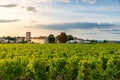 Sunny landscape of vineyards of Saint Emilion, Bordeaux. Wineyards in France. Rows of vine on a grape field. Wine