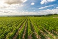 Sunny landscape of vineyards of Saint Emilion, Bordeaux. Wineyards in France. Rows of vine on a grape field. Wine