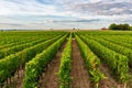 Sunny landscape of vineyards of Saint Emilion, Bordeaux. Wineyards in France. Rows of vine on a grape field. Wine Royalty Free Stock Photo