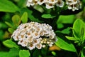 Flowers on a Spirea bush late in spring