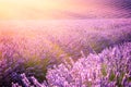 Sunny lavender field in Provence, Plateau de Valensole, France Royalty Free Stock Photo