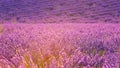 Sunny lavender field in Provence, Plateau de Valensole, France Royalty Free Stock Photo