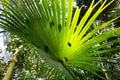 Sunny leaf of the Australian Cabbage Tree Palm Livistona australis. Tropic background.