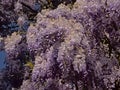 Chinese westeria flowers closup - Wisteria sinensis