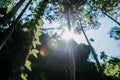 Sunny lighting in the forest.