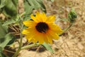 Sunny Loveliness, nature, sunflowers, California Royalty Free Stock Photo