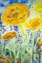 Sunny marigold. Colorful watercolor painting.