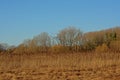 Sunny marsh landscape with bare trees and golden reed in autumn