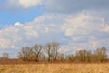 Sunny marsh landscape with reed and bare winter trees and big fluffy cumulus clouds