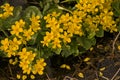 Marsh marigold plant with bright yellow flowers - Caltha palustris Royalty Free Stock Photo