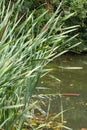 Sunny marsh or swamp with green reed purifying water