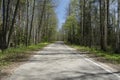 Sunny May day. Lazy empty road. Birch trees and young tender leaves.