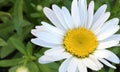 Amazing sunny and white camomile flower