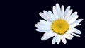 Sunny mayweed chamomile flower on the dark navy background