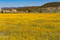 Sunny meadow with blanket of yellow flowers
