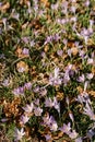 Sunny meadow with blooming purple crocuses among dry foliage Royalty Free Stock Photo