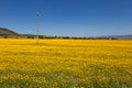 Sunny meadow with electricity pole