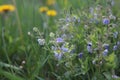 Forget-me-not. Closeup of Myosotis sylvatica, little blue flowers on a blurred background Royalty Free Stock Photo