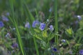 Forget-me-not. Closeup of Myosotis sylvatica, little blue flowers on a blurred background Royalty Free Stock Photo