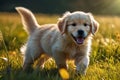 Sunny Meadow Frolics Adorable Golden Retriever Puppy Playtime