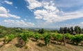 Sunny meadow with grapevines under blue sky. Colorful branches of a vineyard in natural landscape before harvest time Royalty Free Stock Photo