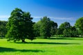 Sunny meadow with green grass and large trees in the park, deep Royalty Free Stock Photo