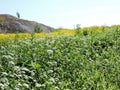 Sunny meadow with white and yellow flowers, rocks,  island Suomenlinna, Finland Royalty Free Stock Photo