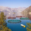 Sunny Mediterranean landscape with fish farm in the foreground and two small islands in the distance. Montenegro, Bay of Kotor Royalty Free Stock Photo