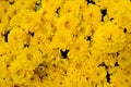 Sunny Monica Yellow Chrysanthemum Plant is flowers background Royalty Free Stock Photo