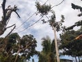 sunny morning atmosphere, blue sky in the interior of Borneo