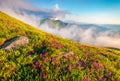 Sunny morning cene of Chornogora mountain range with Hoverla peak on background