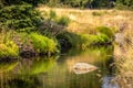 Sunny morning with detail of stone in middle of stream