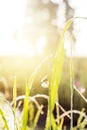 sunny morning. dragonfly sitting on a blade of grass. dew on the